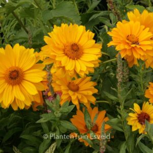 Heliopsis helianthoides 'Venus'