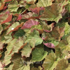 Heuchera 'Brownies'