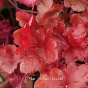 Heuchera 'Fire Alarm'