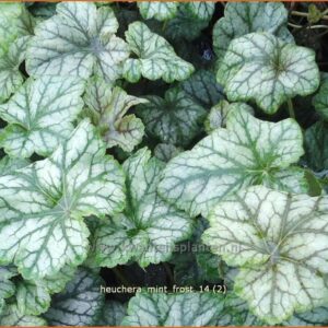 Heuchera 'Mint Frost'