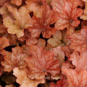 Heuchera 'Paprika'