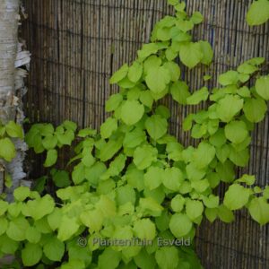 Hydrangea anomala 'HBHP05' (BRIGHT SIDE)