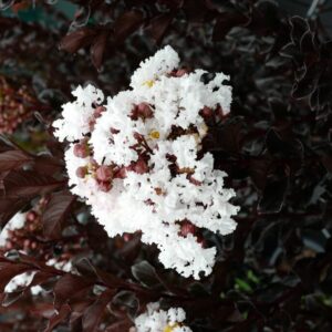 Lagerstroemia indica 'Coconut Sorbet'