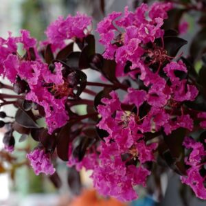Lagerstroemia indica 'Rhapsody in Blue'