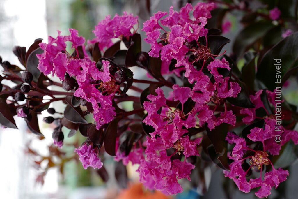 Lagerstroemia indica 'Rhapsody in Blue'