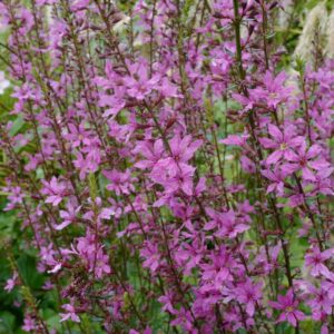 Lythrum virgatum 'Rose Queen'