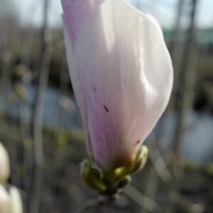 Magnolia 'Peppermint Ice'