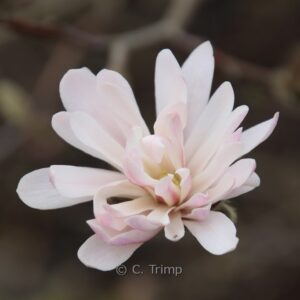 Magnolia stellata var. keiskei