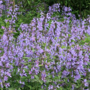 Nepeta sibirica 'Souvenir d'Andre Chaudron'