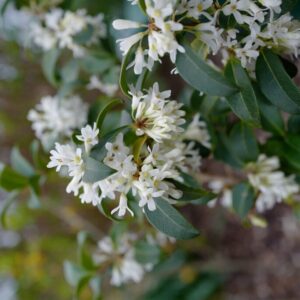 Osmanthus delavayi x decorus