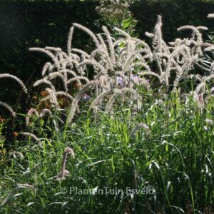 Pennisetum orientale 'Tall Tails'