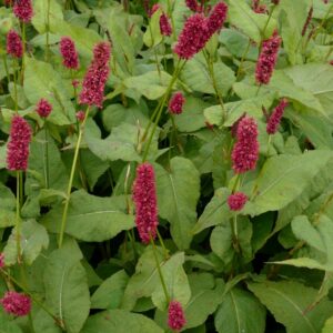 Persicaria amplexicaulis 'Black Adder'