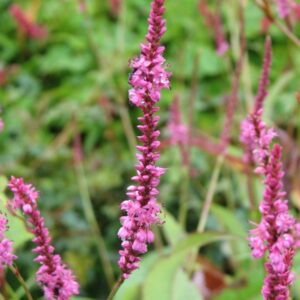 Persicaria amplexicaulis 'September Spires'