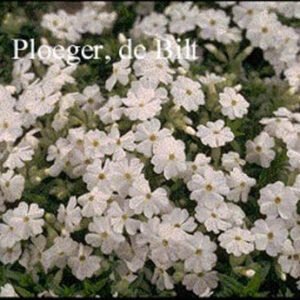 Phlox douglasii 'White Admiral'