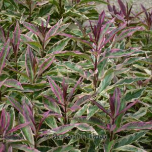 Phlox paniculata 'Olympus'