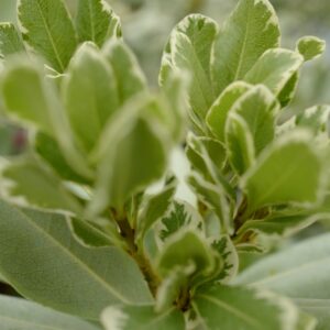 Pittosporum tobira 'Variegatum'