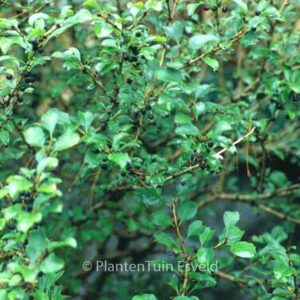 Rhamnus taquetii