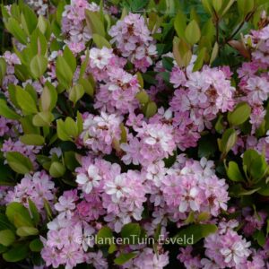 Rhaphiolepis indica 'Pink Cloud'