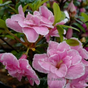 Rhododendron 'Alina' (Azalea)