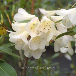 Rhododendron 'Alison Johnstone'