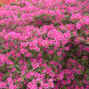 Rhododendron 'Amoenum' (Azalea)
