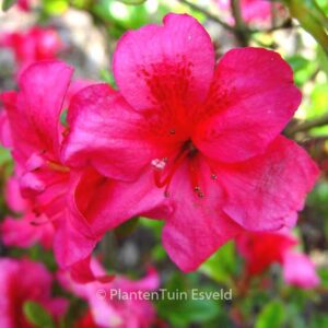 Rhododendron 'Fiener' (Azalea)