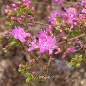 Rhododendron 'Fugen no tsuki' (Azalea)