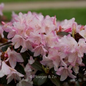 Rhododendron 'Ginny Gee'