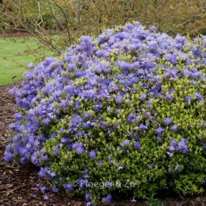 Rhododendron 'Gletschernacht'