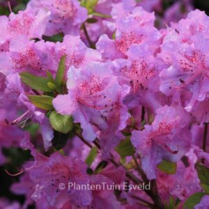Rhododendron 'Gotthard' (Azalea)