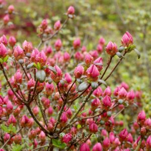Rhododendron 'Granada' (Azalea)