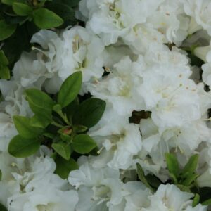 Rhododendron 'Hacheis' (EISPRINZESSIN) (Azale
