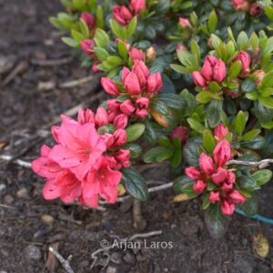 Rhododendron 'Hahn's Red' (Azalea)