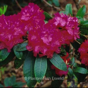 Rhododendron 'Hollandia'
