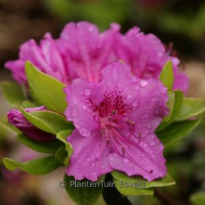 Rhododendron 'K&ouml;nigstein' (Azalea)