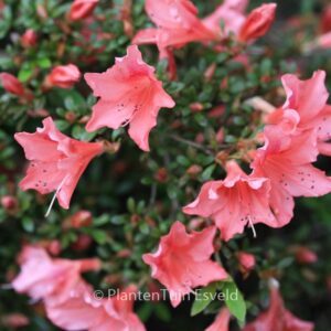 Rhododendron 'Late Love'