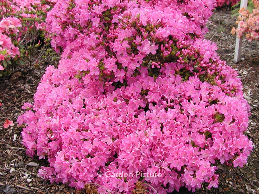 Rhododendron 'Lilac Diamond' (Azalea)
