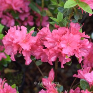 Rhododendron 'Little Beauty' (Azalea)