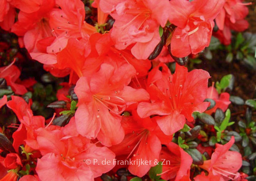 Rhododendron 'Maruschka' (Azalea)