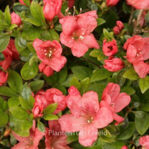 Rhododendron 'Morava' (Azalea)