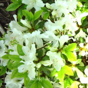 Rhododendron 'Patricia Barmold' (Azalea)