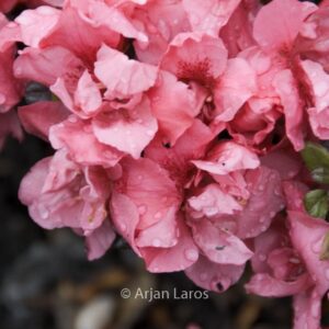 Rhododendron 'Rokoko' (Azalea)