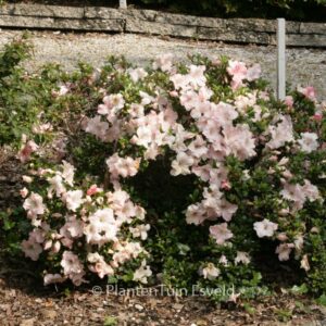 Rhododendron 'Sir Robert' (Azalea)