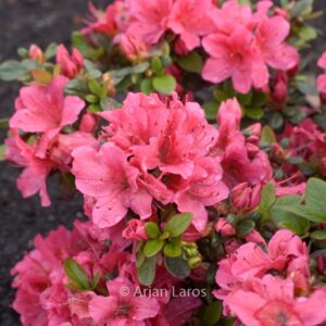 Rhododendron 'Tootsie' (Azalea)
