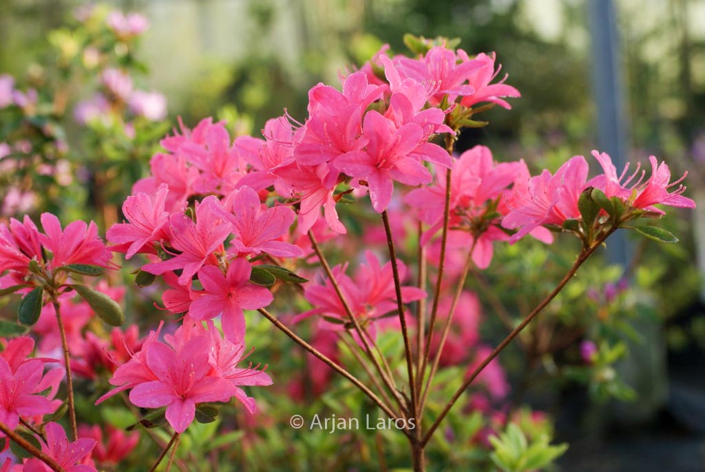 Rhododendron 'Victorine Hefting' (Azalea)