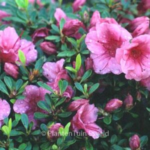 Rhododendron 'Vida Brown' (Azalea)