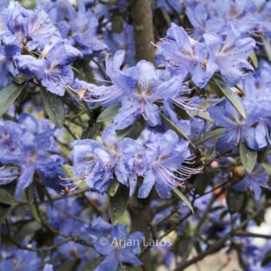Rhododendron augustinii