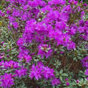 Rhododendron hippophaeoides