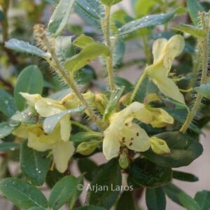 Rhododendron lepidostylum