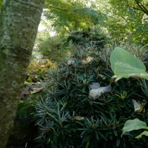 Rhododendron makinoi 'Fuju kaku no matsu'